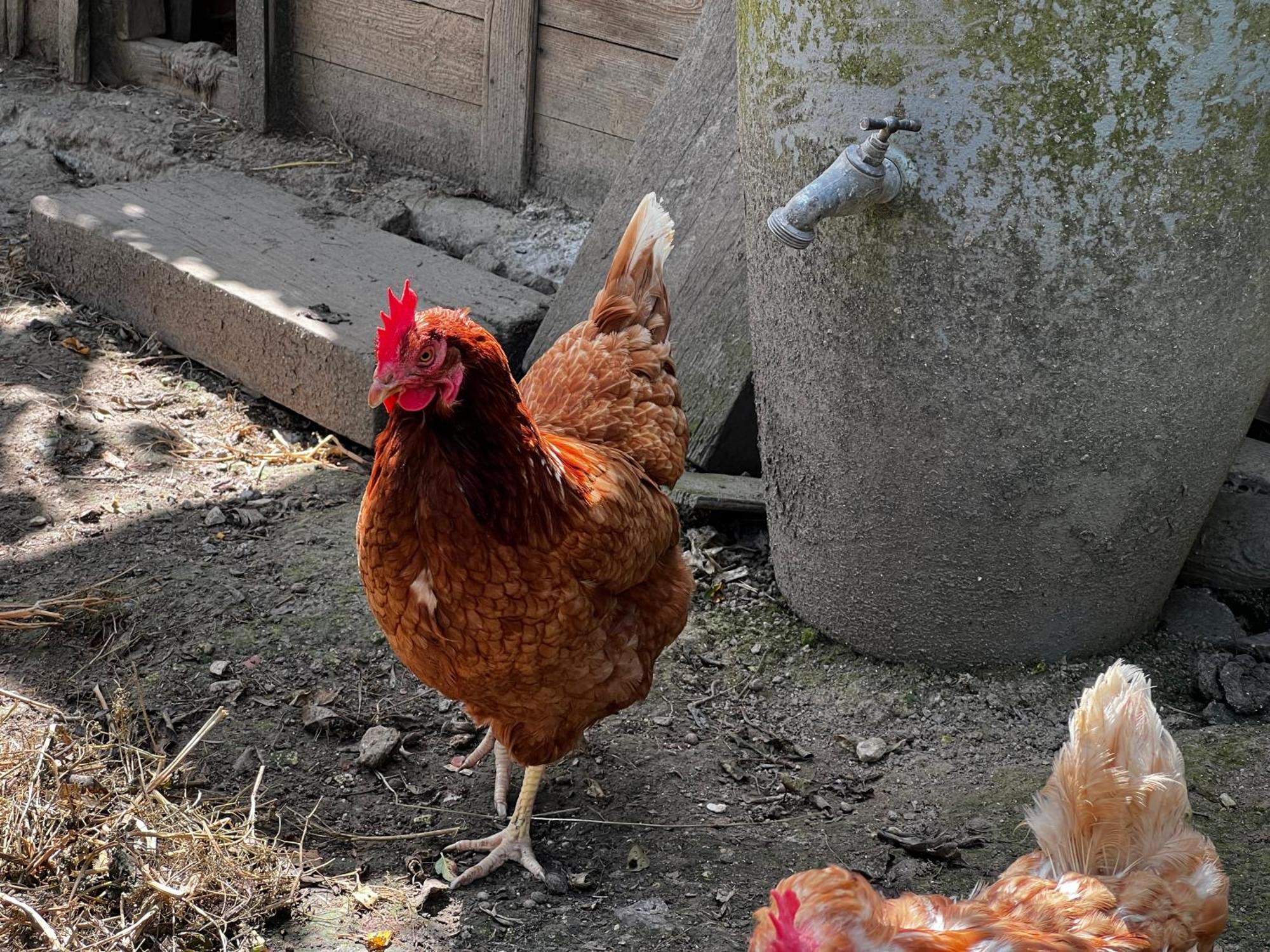 A La Ferme De Thilloy Bed and Breakfast Ligny-Thilloy Buitenkant foto